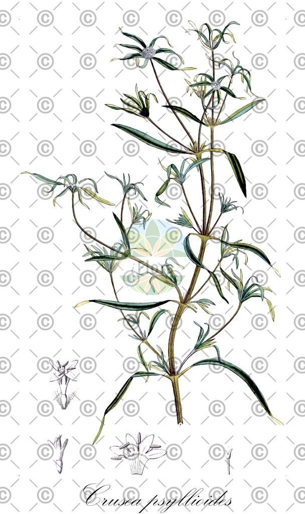 HistAbb_wfo-0000933077_1_ENZY_Simple | Historische Abbildung von Crusea psyllioides - Rubiaceae | Historical Illustration of Crusea psyllioides - Rubiaceae