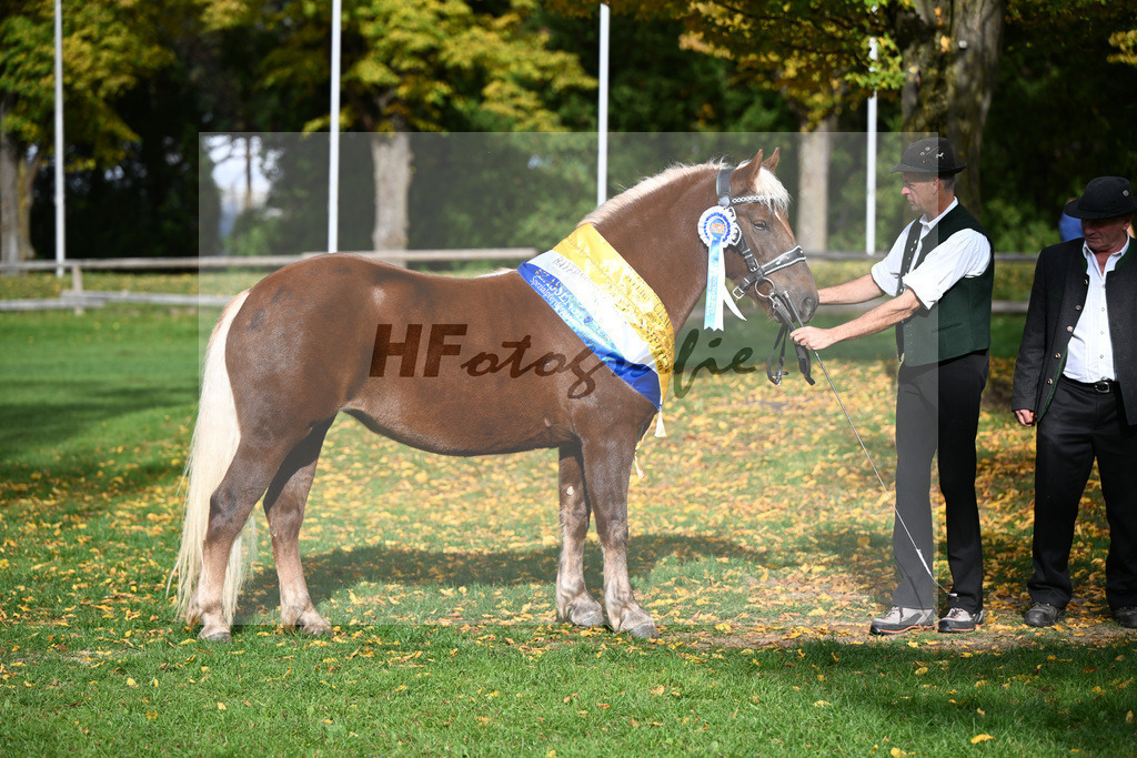 Kat-Nr. 208 Tiefenbachs Nora v. Wellenstein_Strauss_41252015 | hf-fotografie - Realizzato con Pictrs.com