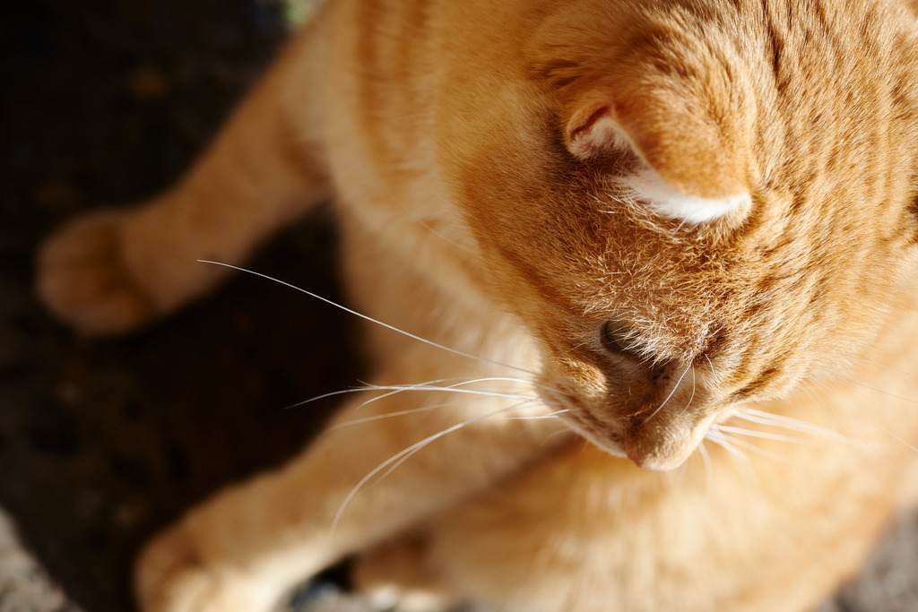 Portrait einer rothaarigen Katze | Pollenca, Spanien - January 05, 2014: Portrait einer rothaarigen Katze. - Realisiert mit Pictrs.com