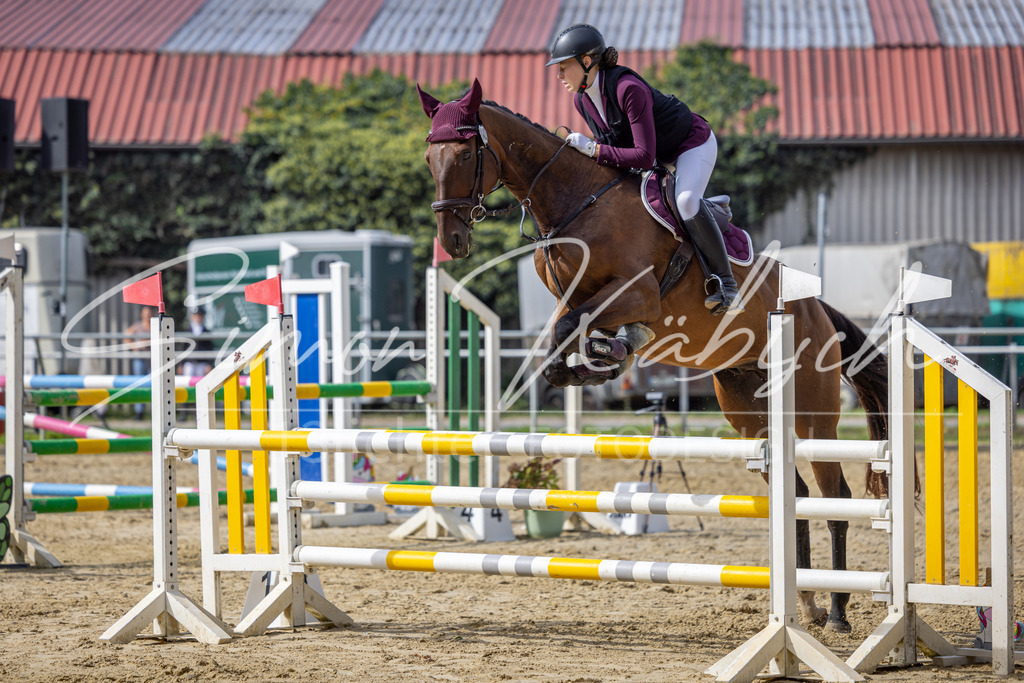 20260905-_3LI7614 | Tierfotografie Pferde, Hunde, Katzen, Haustiere.
Turnierfotografie Reitturniere, Reiten, Springreiten, Dressur in Hanau, dem Main-Kinzig-Kreis und dem Rhein-Main- Gebiet um Frankfurt