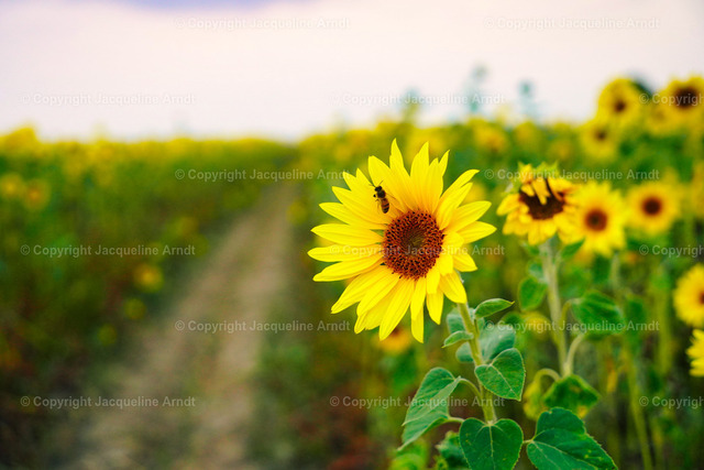 sonnenblumenfeld | Fotografie Photography Dresden Photoshooting  Fotoshooting Fotografin Dresdencity Bilder  Foto Dresdenvideos Kalender Postkarten Bilderdownload Portrait Hochzeitsfotografie Familienfotos Bewerbungsbilder Studiofotografie Fotograf Dresdenbilder Business - Realisiert mit Pictrs.com