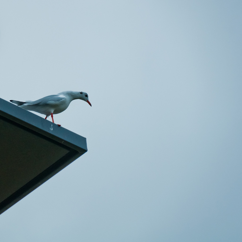 Vogel schaut über Abgrund | Online Shop für Christen: Christliche Poster XXL, Plakate, Wandbilder als Leinwand & christliche Postkarten, Kalender, Sticker & Lizenzen zum Download. Die Kunstwerke im christliche Geschenke Shop zeigen die Jahreslosung 2025, Gott, Jesus & mehr.