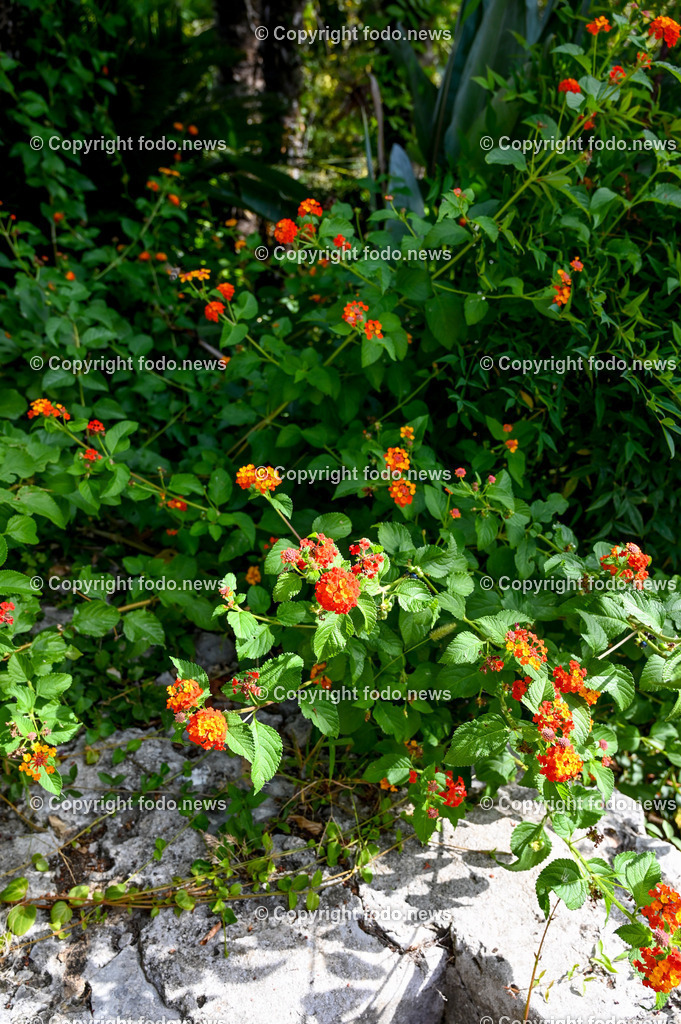 Arboretum von Trsteno_ Kroatien_ 11.10.2023-86 | 11.10.2023, Kroatien, HRV, Trsteno im Bild Arboretum, Trsteno, Hafen, Pflanzen, Brunnen, Neptunbrunnen, Wege, Palmen, Eukalyptus, Lorbeer, Kakteen, Zitrus, Oliven, Filmkulisse Game of Thrones

Das Arboretum von Trsteno befindet sich etwa 18 Kilometer nordwestlich der Stadt Dubrovnik im Sueden Kroatiens. Als einziges Arboretum an der oestlichen Adria-Kueste stellt es die aelteste Sammlung exotischer Baeume und Pflanzen des Landes dar.
Die Gartenanlage befindet sich entlang der Kuestenstraße zwischen den Ortschaften Orašac und Slano.
Quelle: Wikipedia