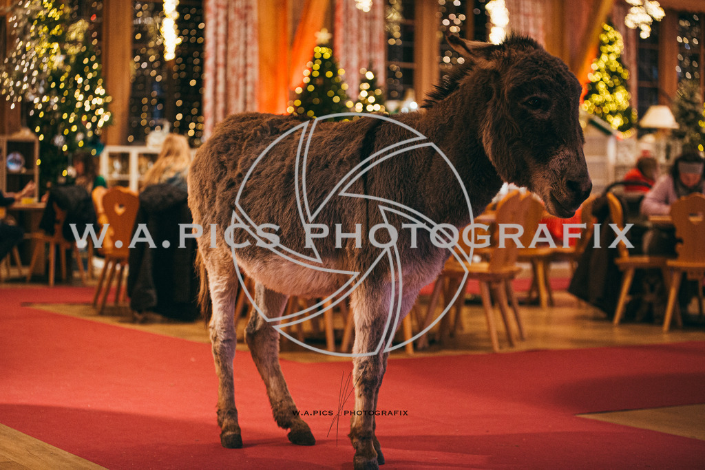 A-Willdoner_20251223_334 | Sport-,  Presse- und Eventbegleitung!
Contact me !
