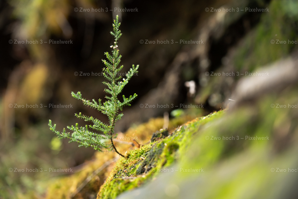 Obere_Affensteinpromenade_Nahe_Siegfried_Bergfried_Makro | 2022-09-02_Waldbrandgebiete_2 - Realisiert mit Pictrs.com