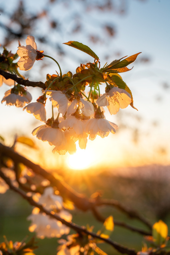 Apfelblüten | Sonnenuntergang - Realisiert mit Pictrs.com