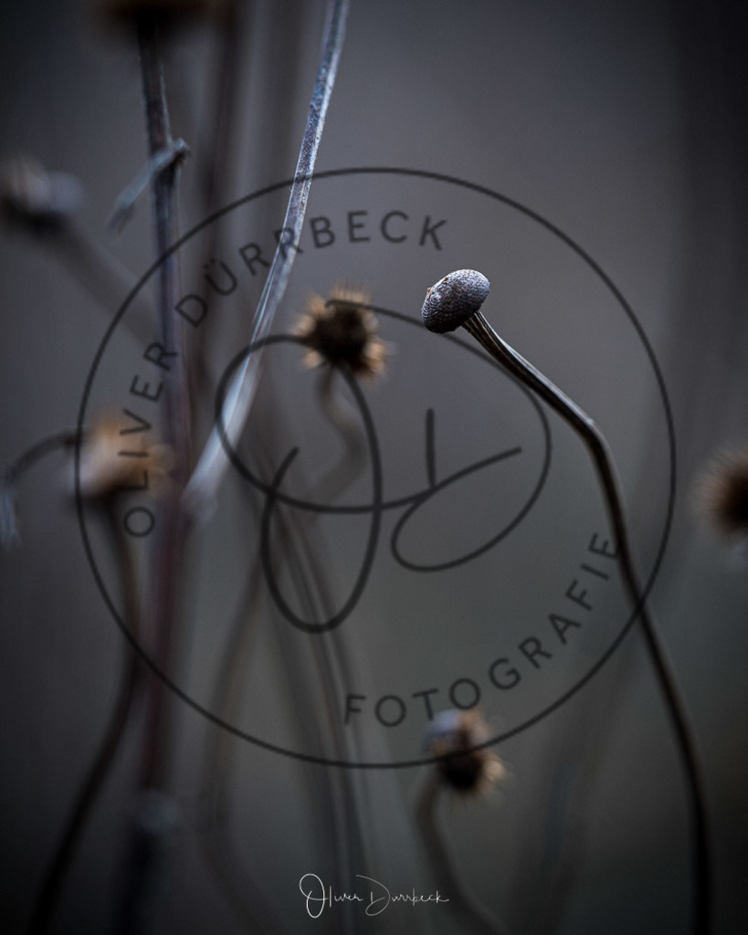 natur-pflanzen-09 | Shop für Kindergartenfotografie und andere Fotoprodukte von Oliver Dürrbeck Fotografie. - Realisiert mit Pictrs.com