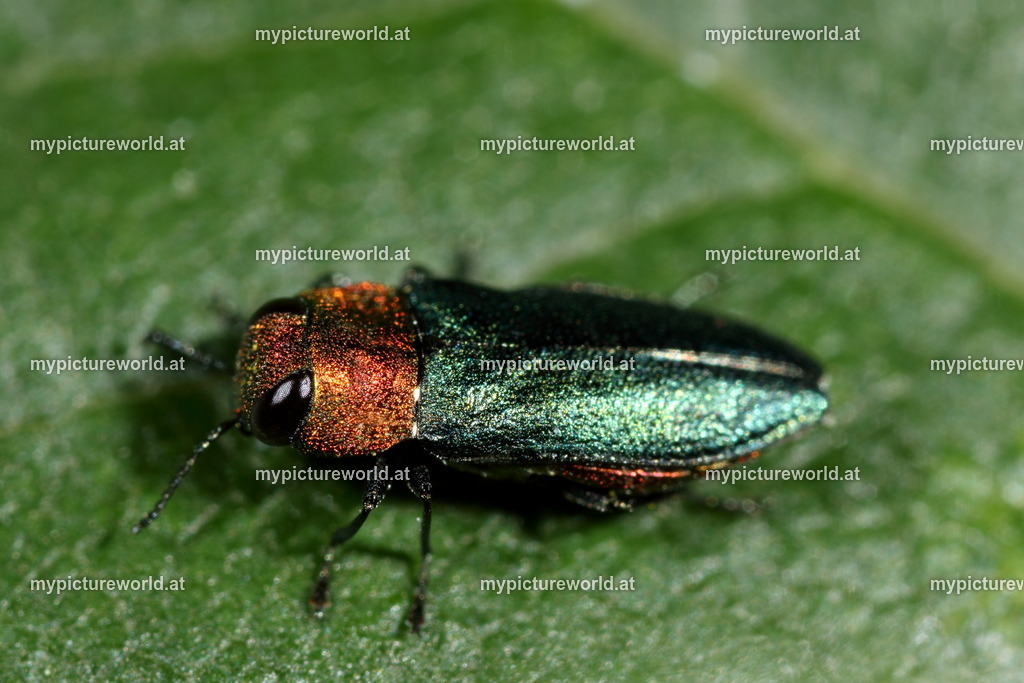 Anthaxia nitidula-007 | Das Bilderarchiv über Tiere, Planzen und Landschaften. In der Bilddatenbank finden Sie ein große Auswahl an hochwertigen Bilder für Ihre Werbung - Realized with Pictrs.com