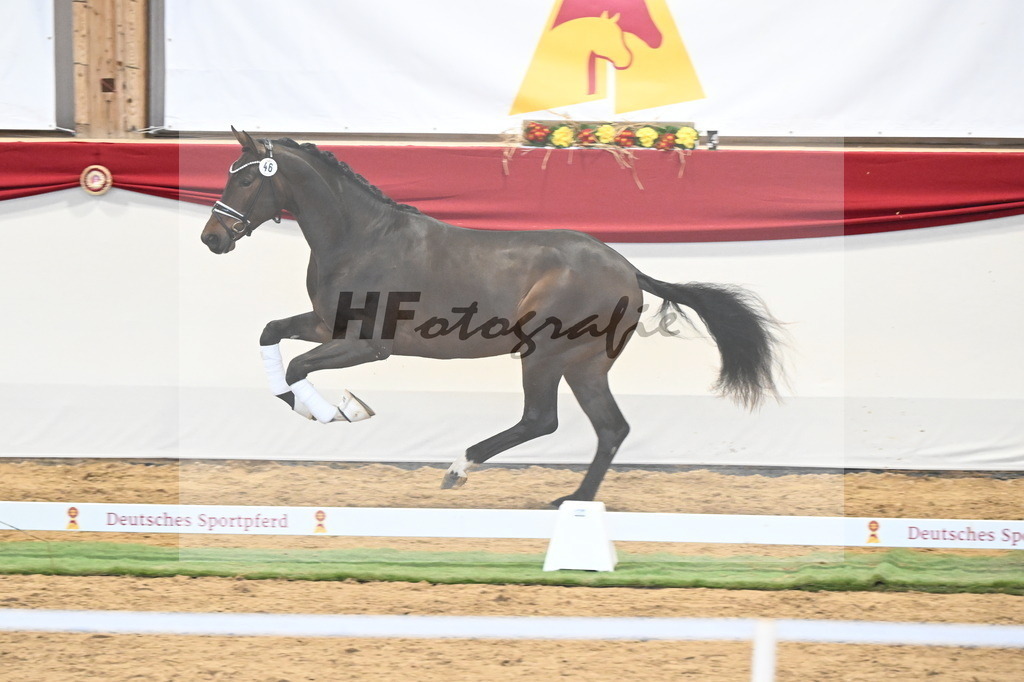 Kat.-Nr. 46 v. Escolar_2M2 Horses_3260394 | hf-fotografie - Realizzato con Pictrs.com