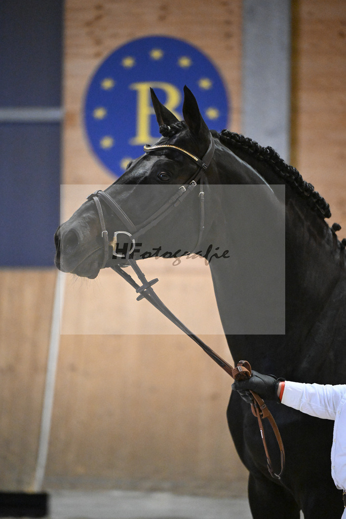 Adzarro de L Abbaye B_14261475 | hf-fotografie - Realizzato con Pictrs.com