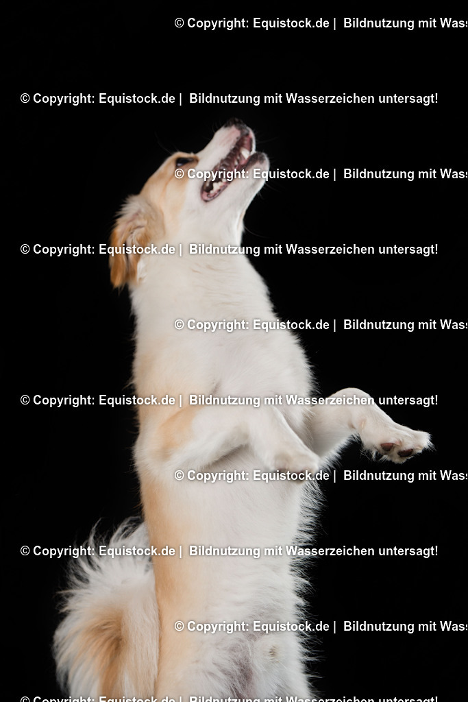 20160709_Hund_0011 | Foto: Thomas Hartig