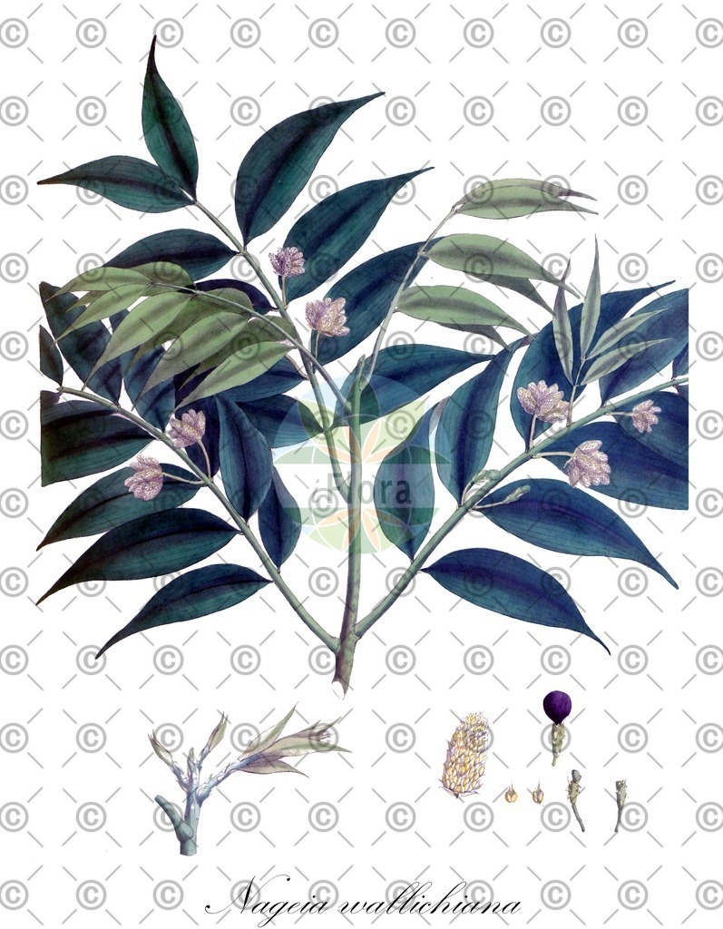 HistAbb_wfo-0001066650_1_ENZY_Simple | Historische Abbildung von Nageia wallichiana - Podocarpaceae | Historical Illustration of Nageia wallichiana - Podocarpaceae
