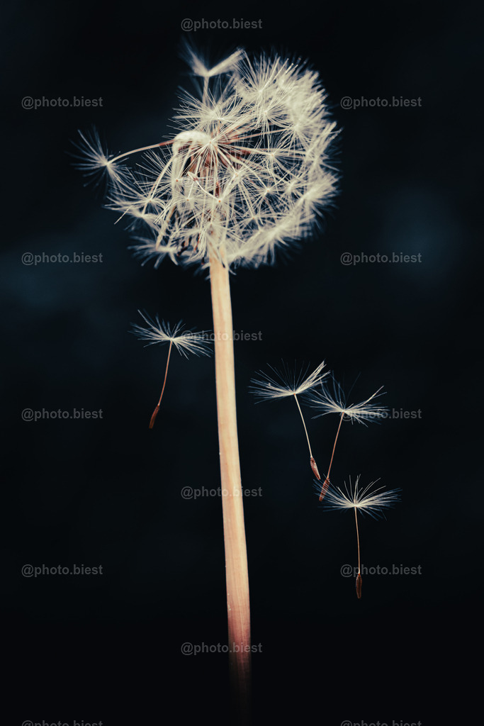 Just fallin' down | Fallende Schirmchen der Pusteblume. - Realisiert mit Pictrs.com