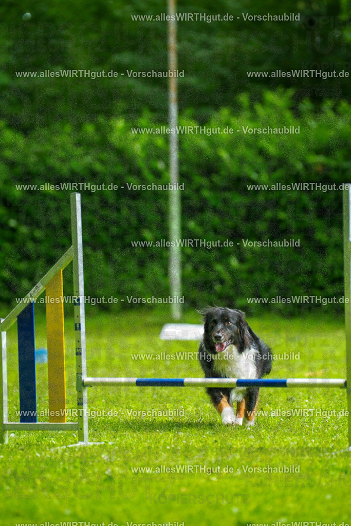 @allesWIRTHgut_Tierfotografie - www.allesWIRTHgut.de - 091256-7R506722 | Professionelle Tierfotografie in Mönchengladbach von Daniel Wirth (allesWIRTHgut). Liebevolle & natürliche Bilder von Hunden & Katzen für unvergessliche Erinnerungen.