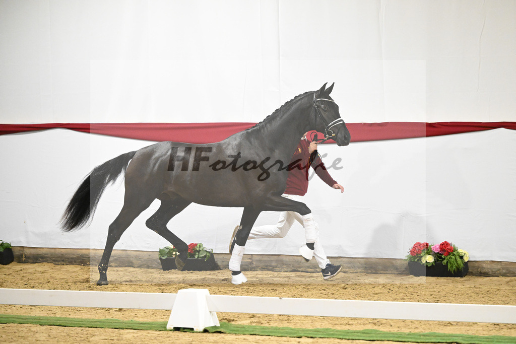 Kat-Nr. 13 v. Zackerey_Blue Hors_63220280 | hf-fotografie - Realizzato con Pictrs.com