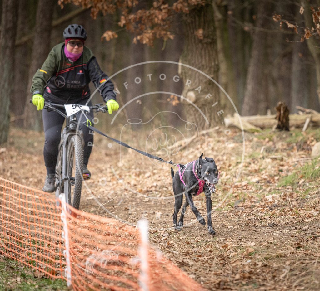 Pfotenfotografie_DV3A1895 | Hundefotografie, Tierfotograf, Pfotenfotografie, Fotoshooting Hund, Hunde Portrait, Hundesport, Hundeportraits, Heideshooting, Hunde, Sportfotograf, Hundefotograf, Turnierhundsport, THS,  - Realisiert mit Pictrs.com