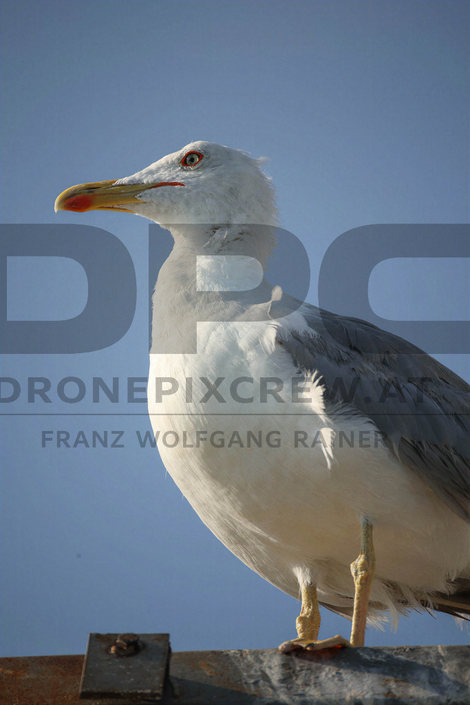 Yellow-legged Gull (Larus michahellis) | Yellow-legged Gull (Larus michahellis), a large gull species commonly found along Mediterranean coasts, rocky shorelines, harbours and coastal areas. - Realisiert mit Pictrs.com