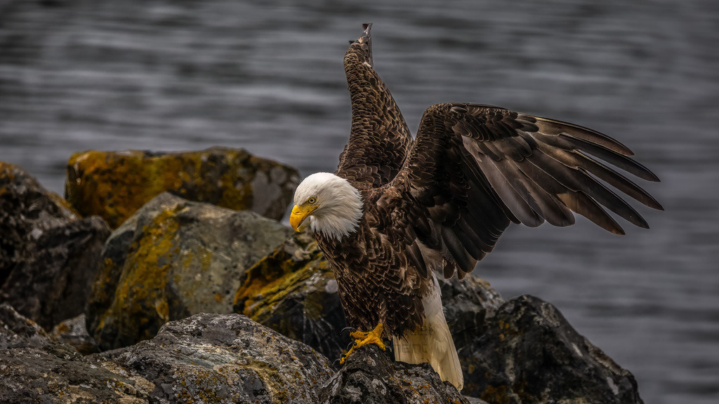 P1628499-Bearbeitet-Bearbeitet-LR | Natur im Moment - Realisiert mit Pictrs.com