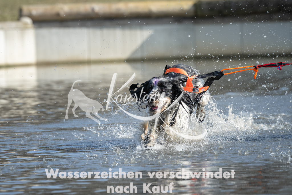 1342_ZZ97998 | kk-dogfotos