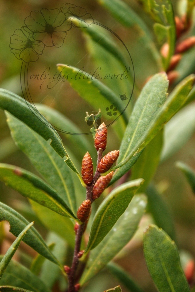 IMG_8283-01 | only.this.little.world - Realisiert mit Pictrs.com