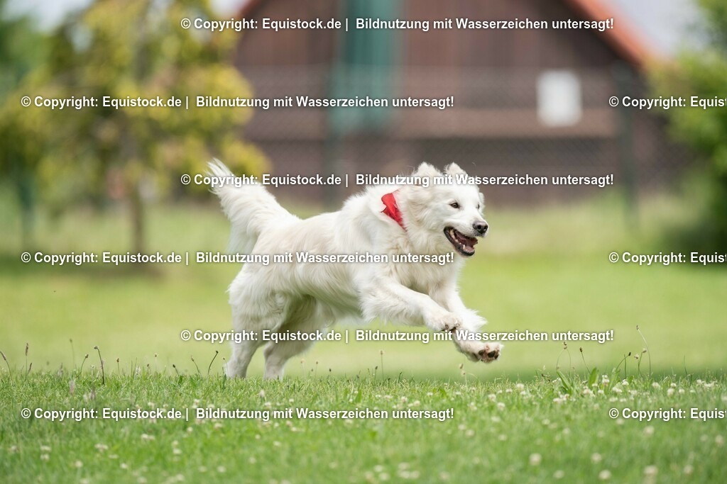 20200613_Hund_0054 | equistock