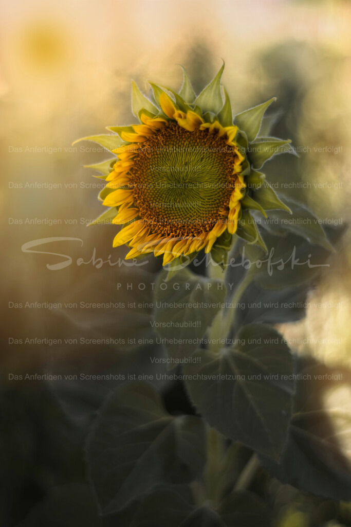 Inside Summer | Exklusive Naturfotografie für stilvolle Wanddekoration ★ Premium Wandbilder Made in Germany ✔️ FineArt Drucke & Downloads ✔️ Brillante Farben, höchste Qualität & weltweiter Versand ✔️ - Realisiert mit Pictrs.com