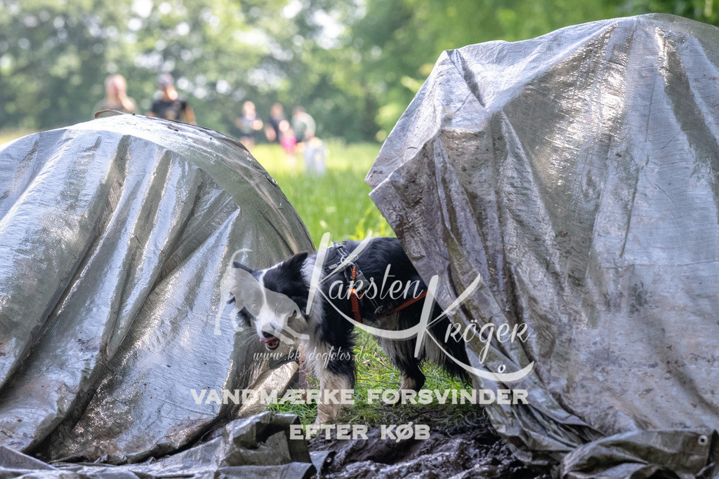 1157_ZZ90574 | kk-dogfotos