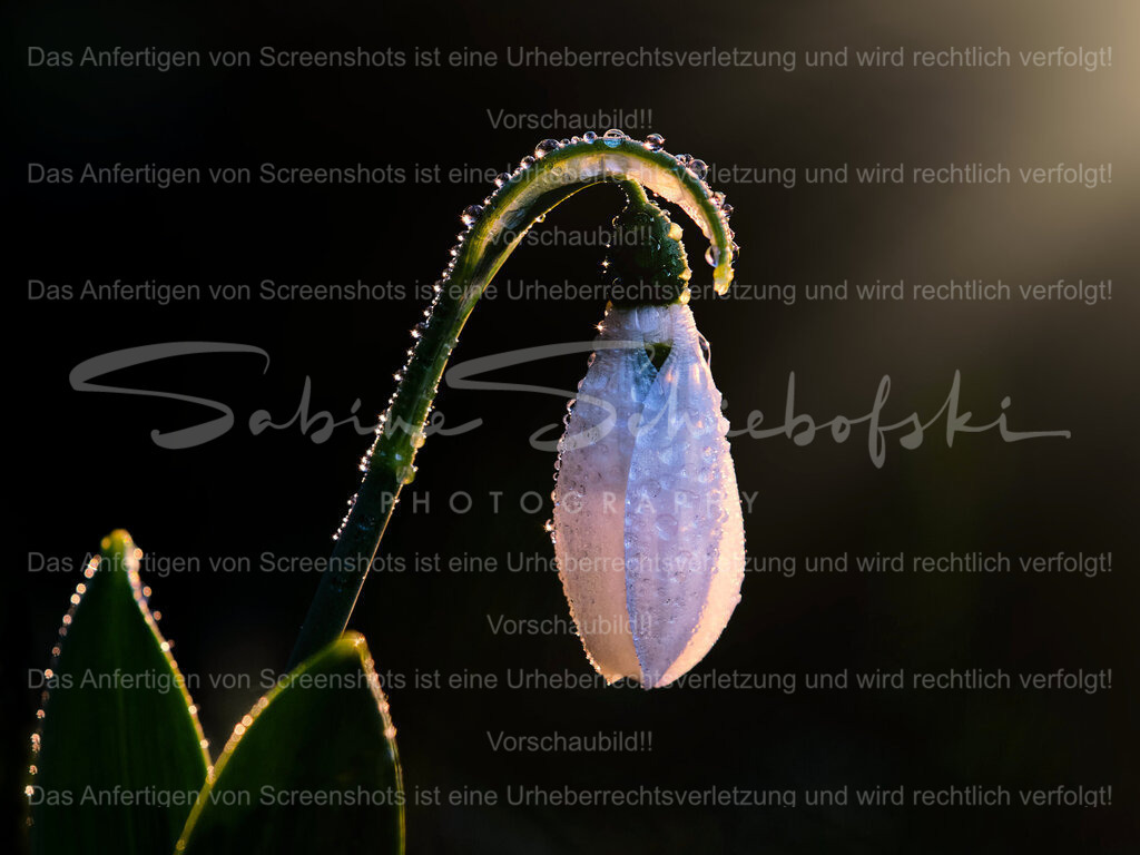 Wandbild "Schneeglöckchen mit Tau" | People- und Tierfotografie, Imageaufnahmen, Veranstaltungsfotografie und Wandbilder aus der Natur ★ Made in Germany ✔️ Druck + Downloads ✔️ Naturfotografie in Top Qualität ★ schneller Versand, weltweite Lieferung! - Realisiert mit Pictrs.com