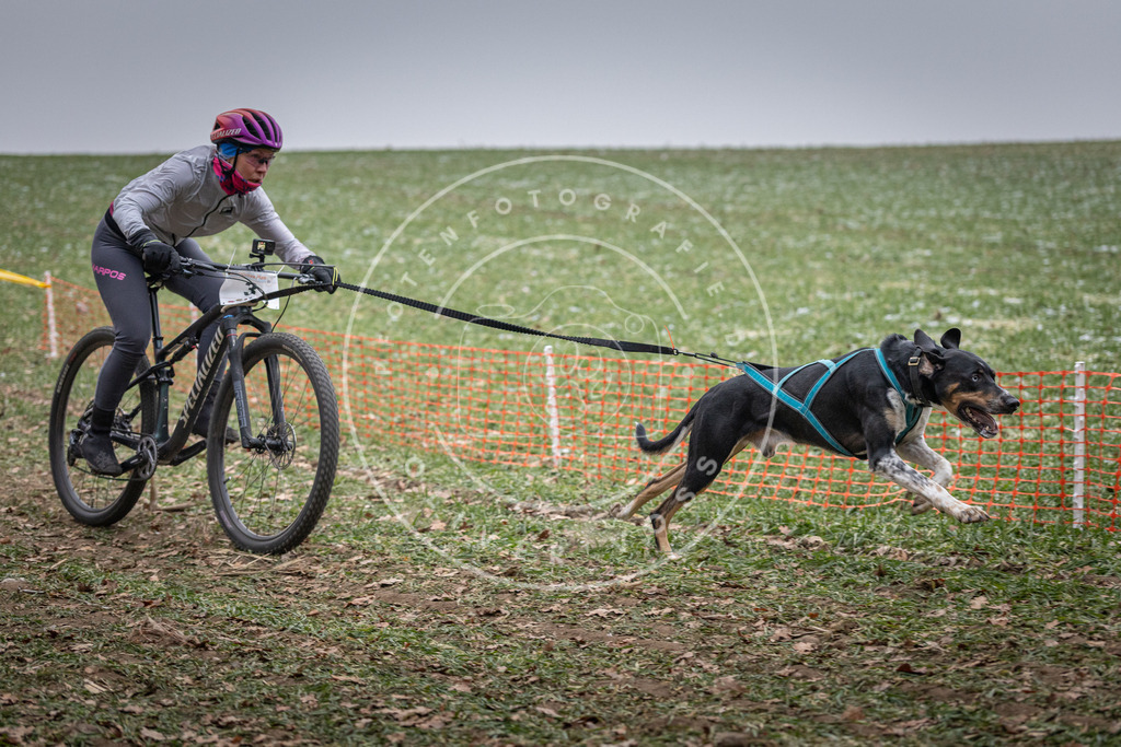Pfotenfotografie_DV3A0984 | Hundefotografie, Tierfotograf, Pfotenfotografie, Fotoshooting Hund, Hunde Portrait, Hundesport, Hundeportraits, Heideshooting, Hunde, Sportfotograf, Hundefotograf, Turnierhundsport, THS,  - Realisiert mit Pictrs.com