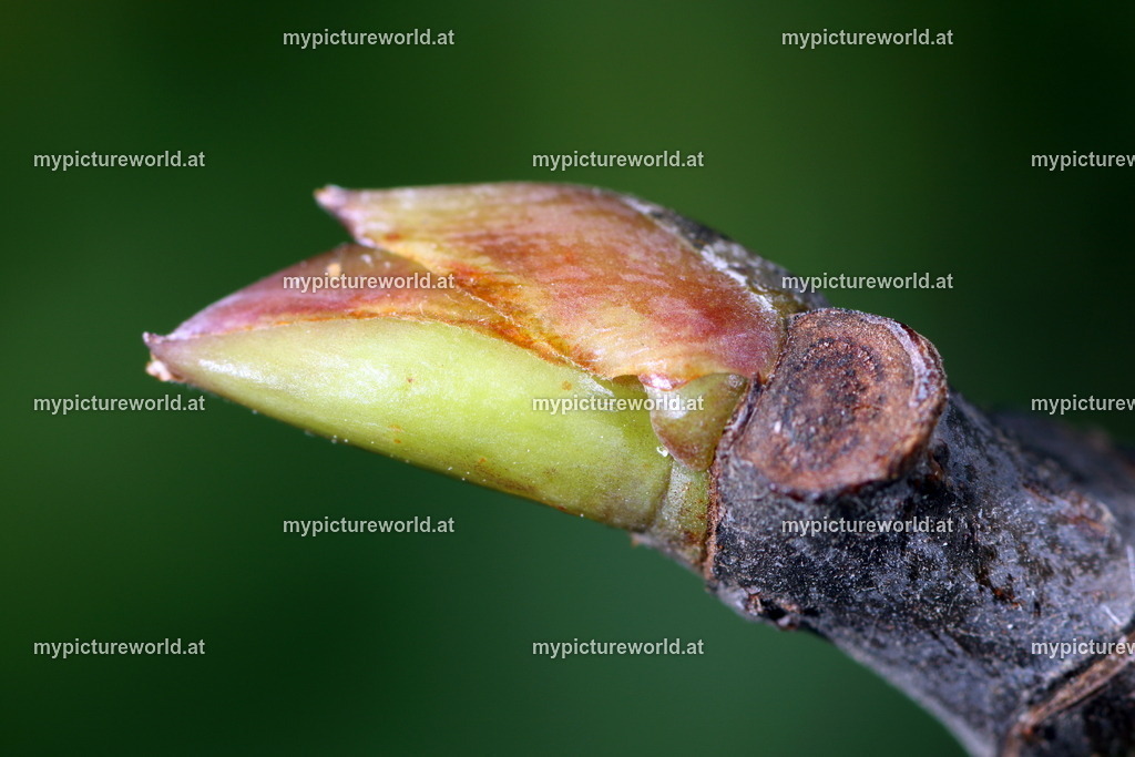 Echte Feige-002 | Das Bilderarchiv über Tiere, Planzen und Landschaften. In der Bilddatenbank finden Sie ein große Auswahl an hochwertigen Bilder für Ihre Werbung - Realisiert mit Pictrs.com