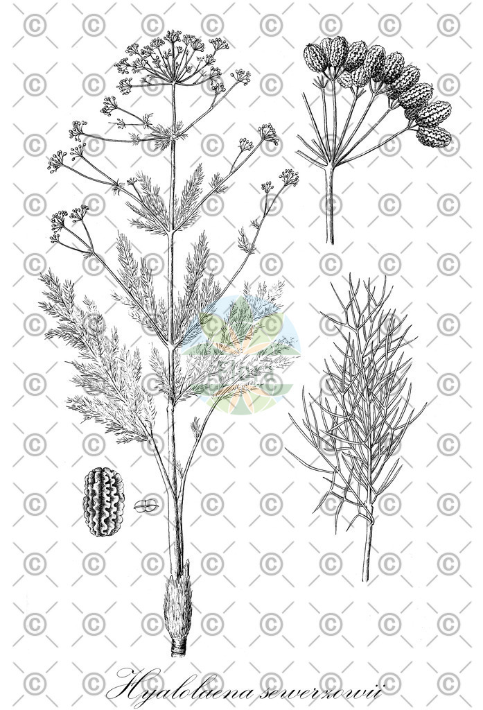 HistAbb_4ZH8_1_ENZY_Simple | Historische Abbildung von Hyalolaena sewerzowii - | Historical Illustration of Hyalolaena sewerzowii - 