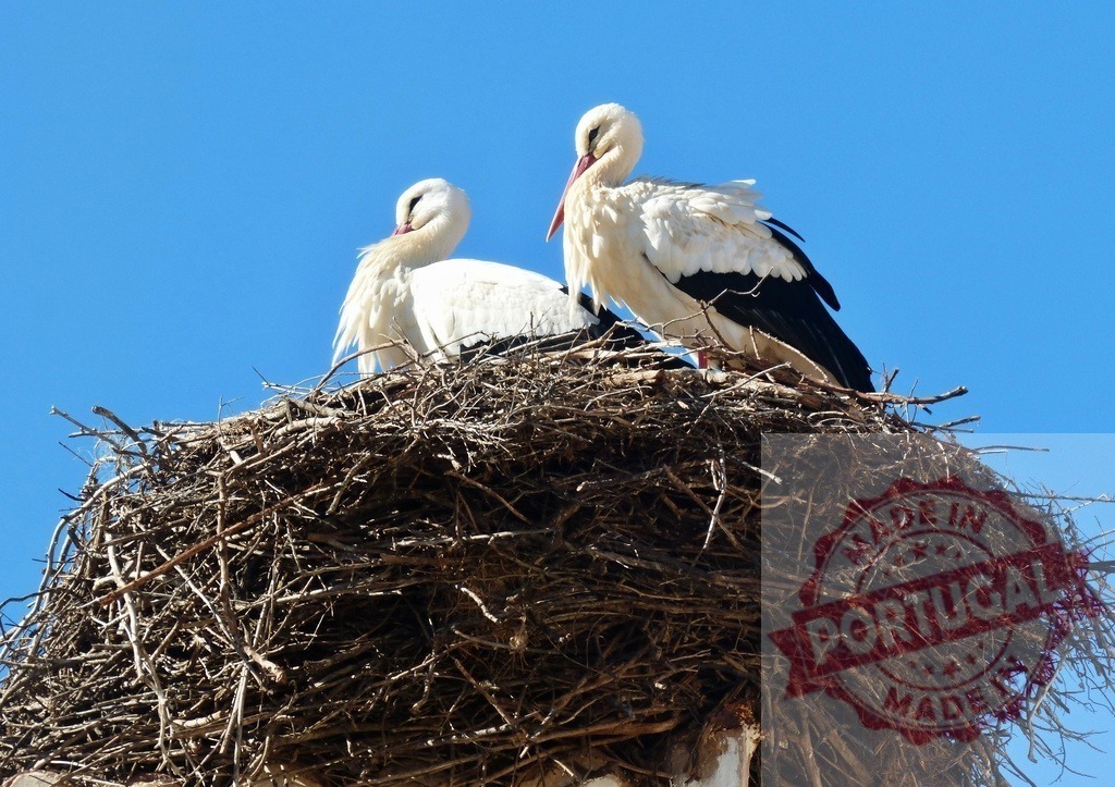 White storks nesting together under blue sky | White storks resting in their large stick nest against a clear blue sky - Realisiert mit Pictrs.com