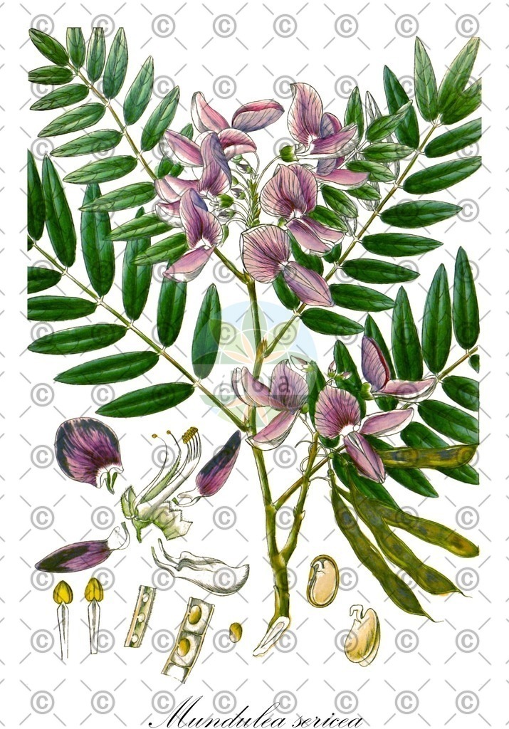 HistAbb_wfo-0000005439_1_ENZY_Simple | Historische Abbildung von Mundulea sericea - Fabaceae | Historical Illustration of Mundulea sericea - Fabaceae