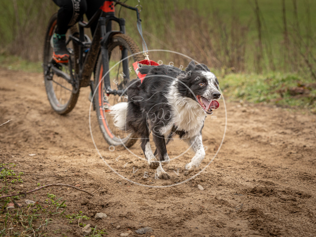 DV3A1129 | Hundefotografie, Tierfotograf, Pfotenfotografie, Fotoshooting Hund, Hunde Portrait, Hundesport, Hundeportraits, Heideshooting, Hunde, Sportfotograf, Hundefotograf, Turnierhundsport, THS,  - Realisiert mit Pictrs.com