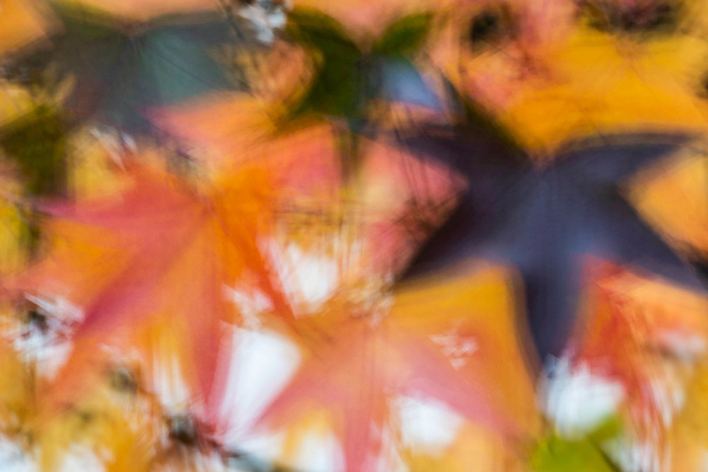 herbstliches Laub eines Amberbaums | Bestell-Nr. d_2022_10_1101 - Realisiert mit Pictrs.com