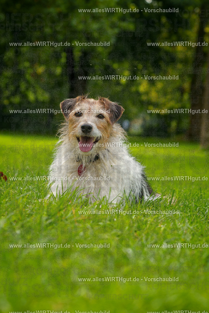 Hundeschwimmen_Grefrath_2026-allesWIRTHgut_Tierfotografie-11_32-FAY08376 | Professionelle Tierfotografie in Mönchengladbach von Daniel Wirth (allesWIRTHgut). Liebevolle & natürliche Bilder von Hunden & Katzen für unvergessliche Erinnerungen.