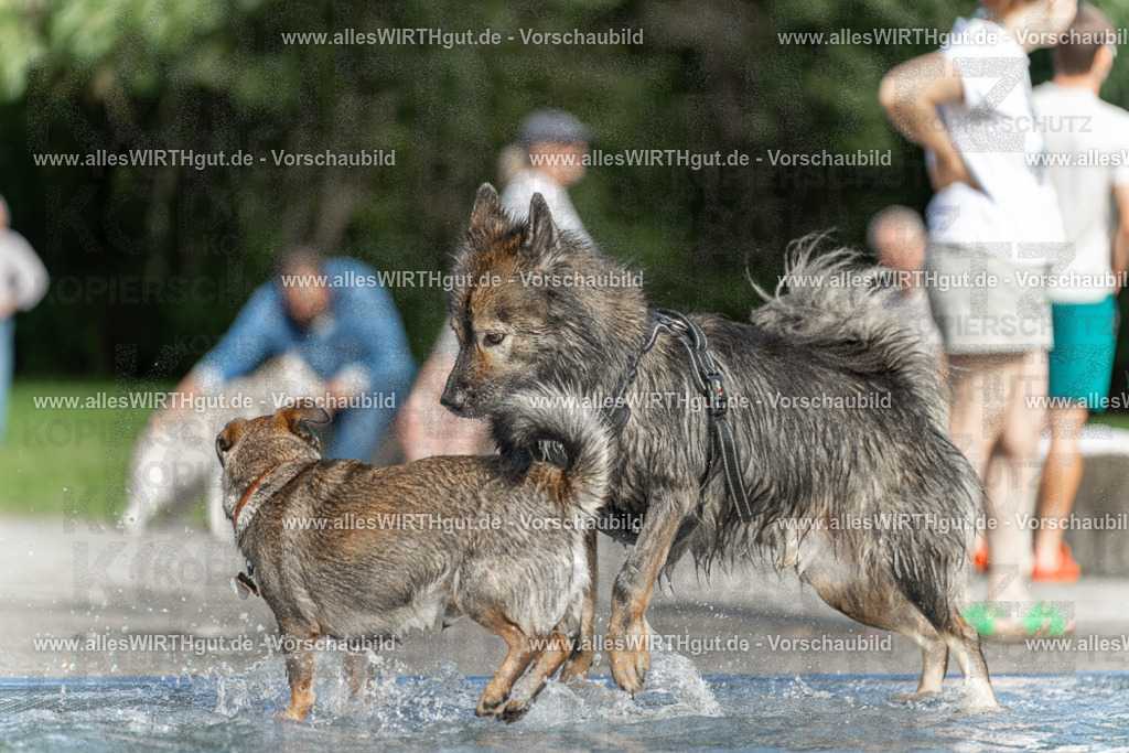 Hundeschwimmen_Volksbad_2026-allesWIRTHgut_Tierfotografie-2609061531-7R501579 | Professionelle Tierfotografie in Mönchengladbach von Daniel Wirth (allesWIRTHgut). Liebevolle & natürliche Bilder von Hunden & Katzen für unvergessliche Erinnerungen.