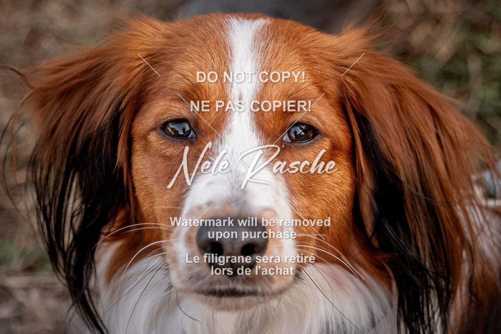 nelerasche_SummerNights26_SoPawSprint_169 | nelerasche