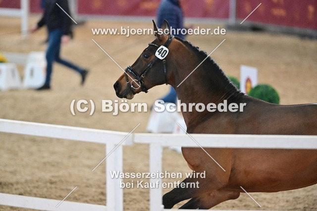 40_Kanbalou - Cezaro_790_8294 | Björn Schroeder Pferdefotografie