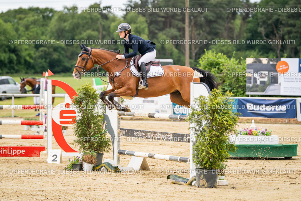 DSC06164 | Pferdegrafie