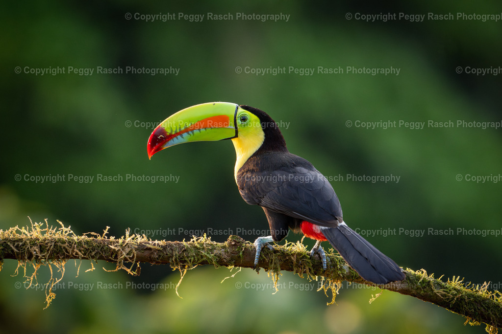Tukan groß (1 von 9) | PeggyRaschPhotography - Realisiert mit Pictrs.com