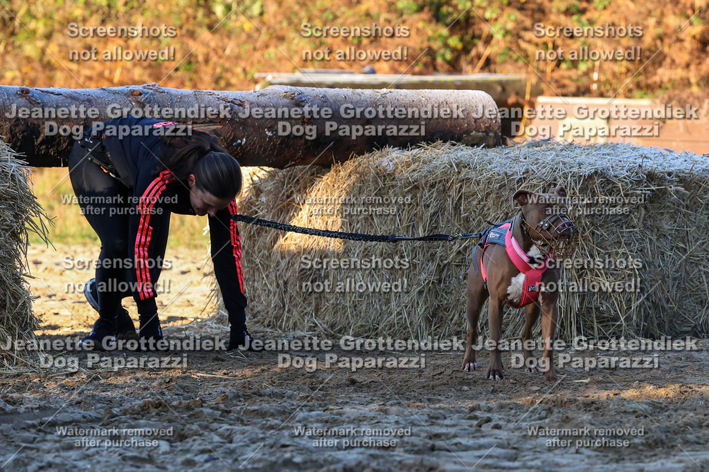 Dog Paparazzi - Strongdog 10-25-675 | Dog Paparazzi Jeanette Grottendiek Fotografie & Videografie - Realisiert mit Pictrs.com