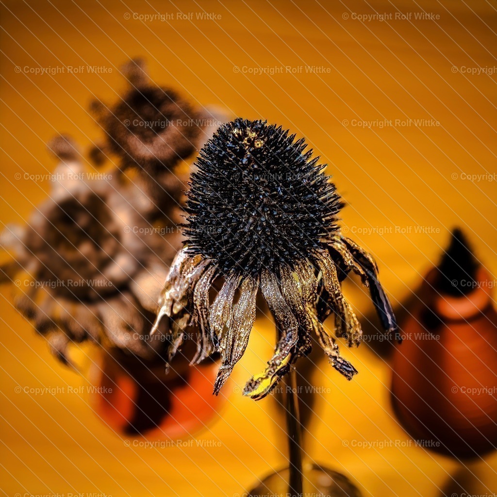 verwelkte blüte1 | Die Schönheit einer verwelkten Blume in einer abstrakten Foto Aufnahme - Realisiert mit Pictrs.com