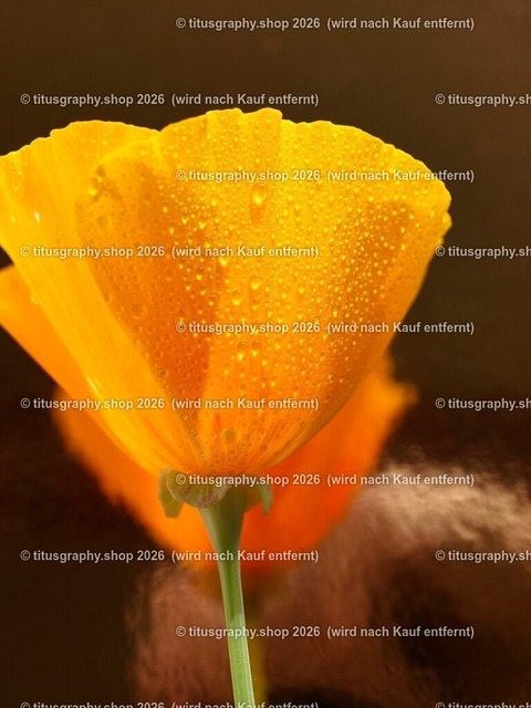 titusgraphy_P6201357-vz-ln | titusgraphy-shop: Geschenkideen mit Qualitätsfotos. titusgraphy-shop: gift ideas with quality photos. titusgraphy-shop: idées cadeaux avec photos de qualité.  - Realisiert mit Pictrs.com