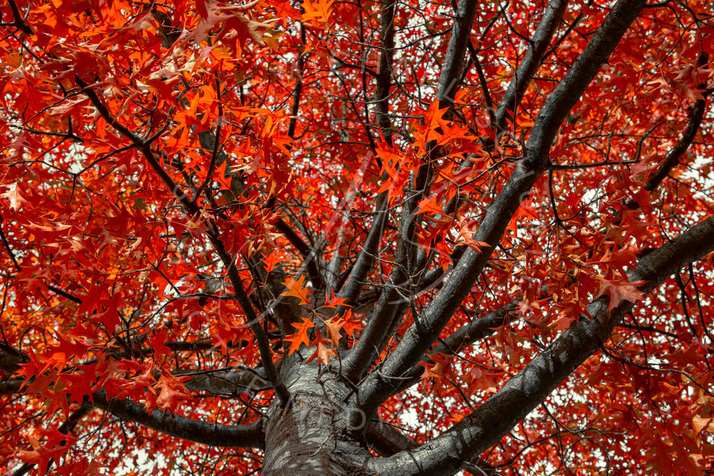 2020-10-27 Monrepos u Solitude Herbst-20 | Herbst am Schloß Monrepos bei Ludwigsburg 2 - Realisiert mit Pictrs.com