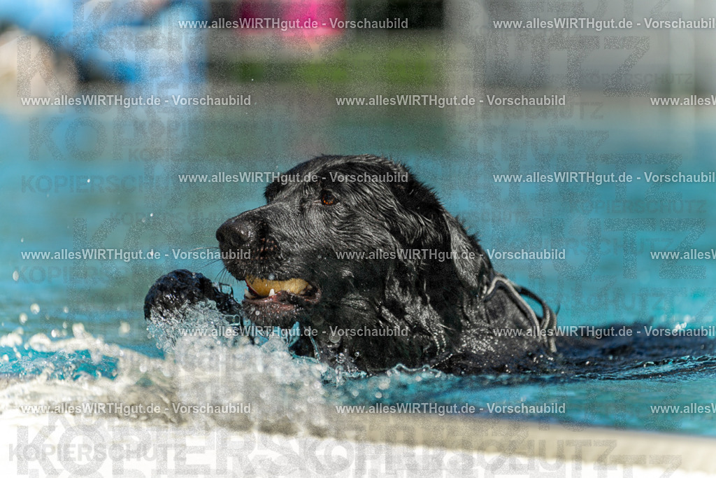 Hundeschwimmen_Volksbad_2026-allesWIRTHgut_Tierfotografie-2609061514-7R501322 | Professionelle Tierfotografie in Mönchengladbach von Daniel Wirth (allesWIRTHgut). Liebevolle & natürliche Bilder von Hunden & Katzen für unvergessliche Erinnerungen.