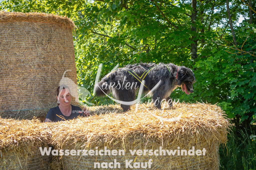 1037STR_5532 | kk-dogfotos