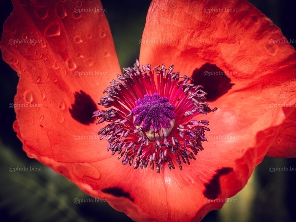 Das Mohnherz | Eine offene Mohnblüte mit Tropfen. - Realisiert mit Pictrs.com