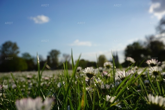 Kölner Bilder 6 | Rheinpark