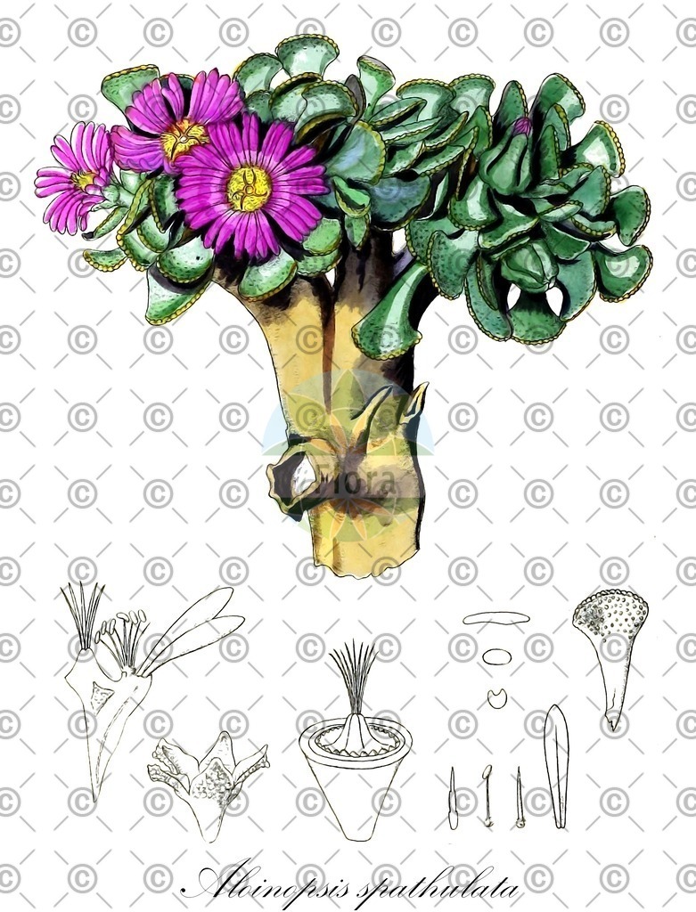 HistAbb_wfo-0000527191_1_ENZY_Simple | Historische Abbildung von Aloinopsis spathulata - Aizoaceae | Historical Illustration of Aloinopsis spathulata - Aizoaceae